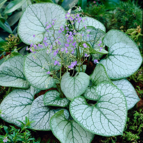 Brunnera 'Jack Frost' Perennial Bedding
