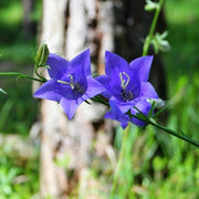 Campanula 'Hirsch Blue' 3L Pot Perennial Plants