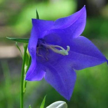 Campanula 'Hirsch Blue' 3L Pot Perennial Plants