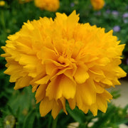 Coreopsis 'Golden Sphere' 3L Pot Perennial Plants