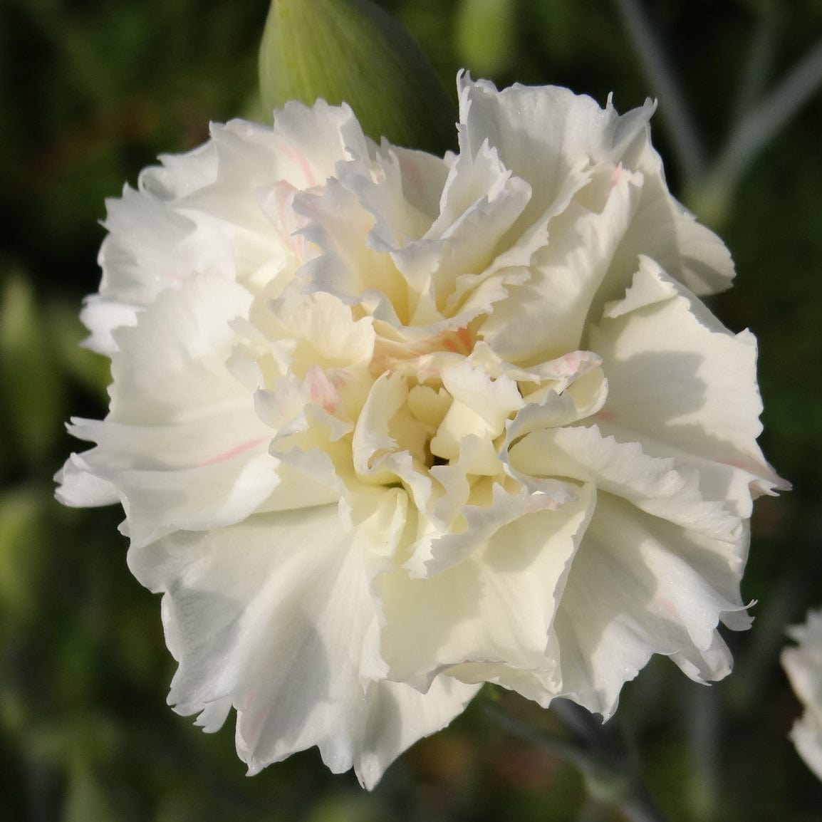 Dianthus 'Scented Memories'