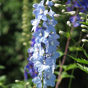 Delphinium 'Light Blue White Bee' Perennial Bedding