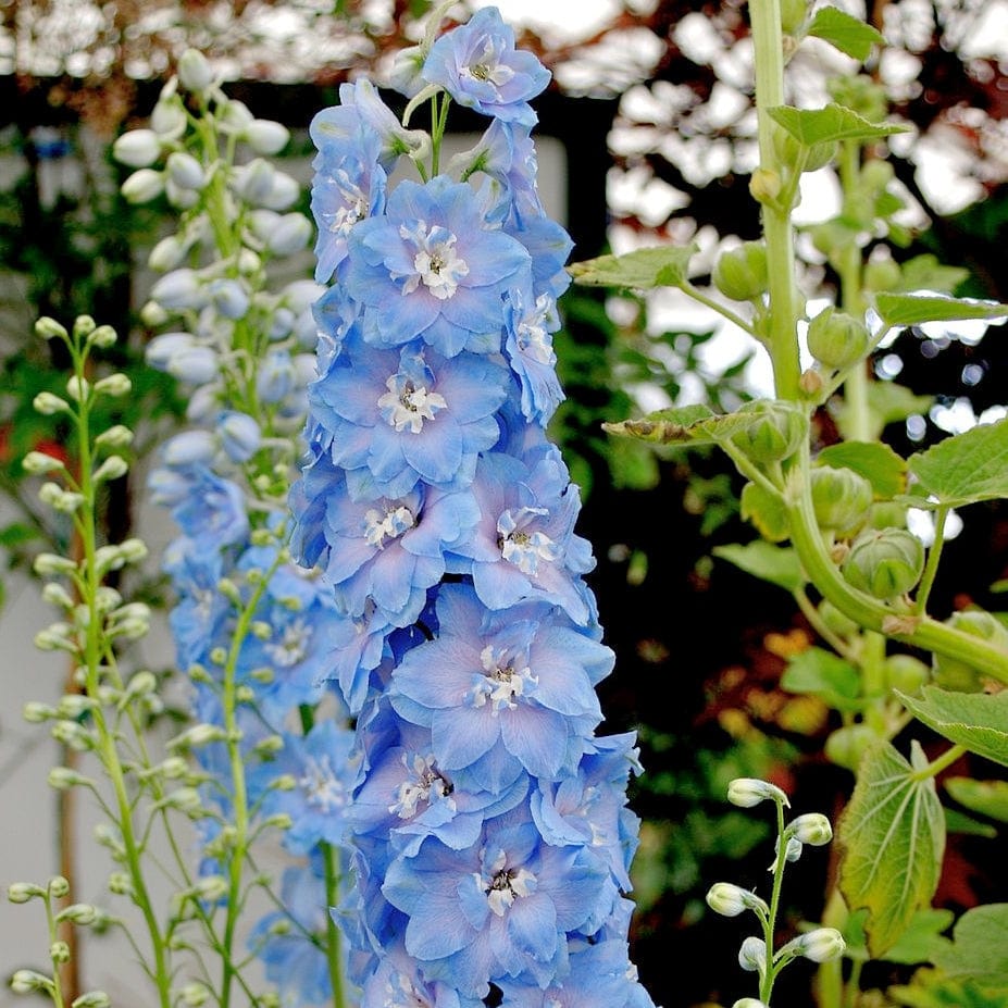 Image of Delphinium blue flowers