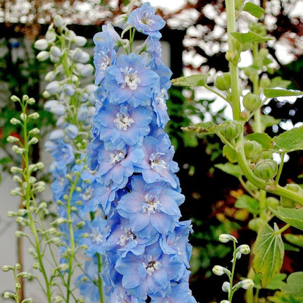 Delphinium 'Light Blue White Bee' Perennial Bedding