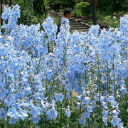 Delphinium 'Light Blue White Bee' Perennial Bedding