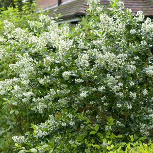 Escallonia 'Iveyi' 3L Pot Perennial Plants