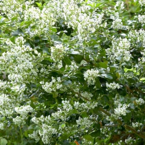 Escallonia 'Iveyi' 3L Pot Perennial Plants