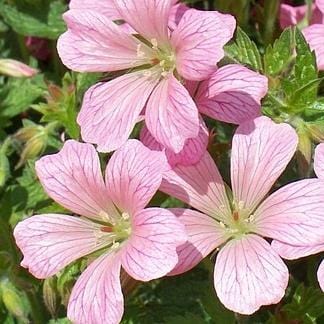 Geranium 'Vision Pink' 1L Pot Perennial Plants