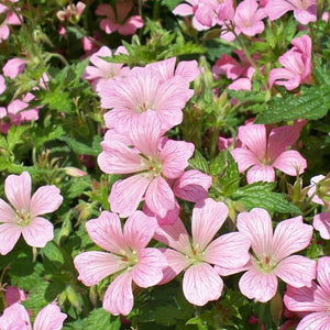 Geranium 'Vision Pink' 1L Pot Perennial Plants