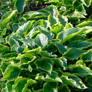 Hosta 'Sugar & Spice' 3L Pot Perennial Plants