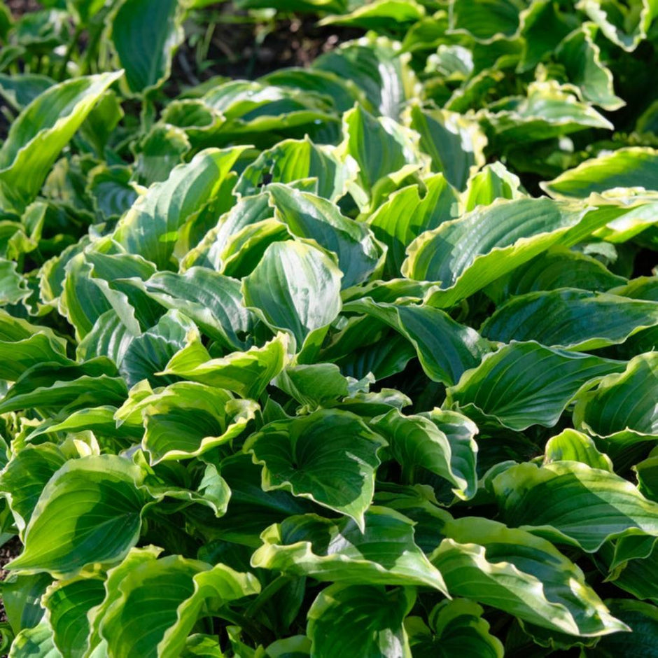 Hostas: UK Grown, Healthy Hosta Plants for Sale – Roots Plants