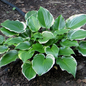 Hosta 'Sugar & Spice' 3L Pot Perennial Plants