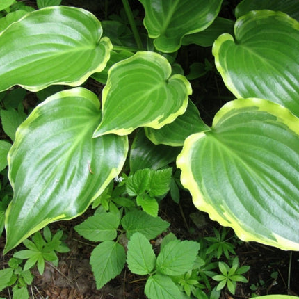 Hosta 'Sugar & Spice' 3L Pot Perennial Plants