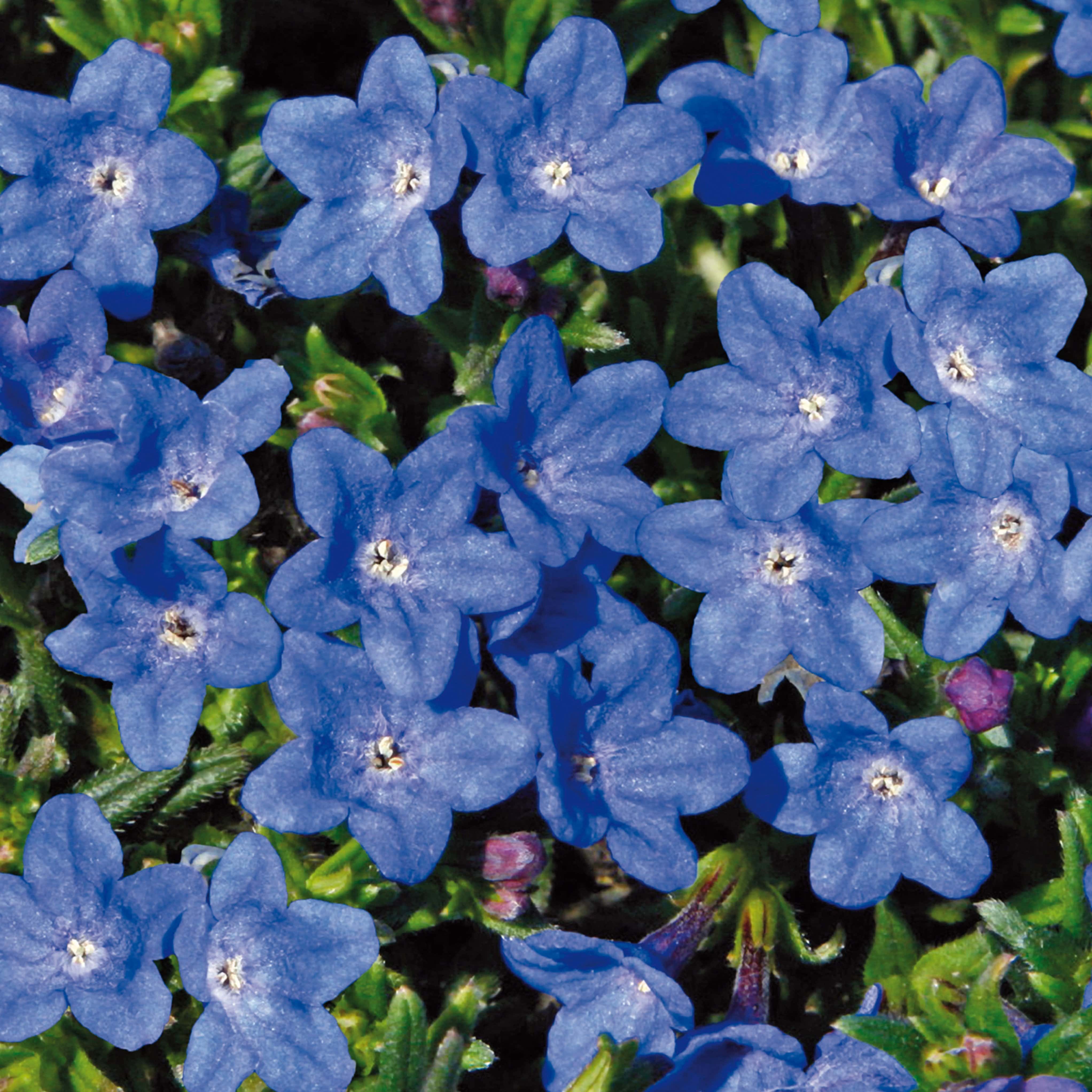 Lithodora 'Grace Ward'