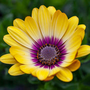 Osteospermum 'Blue Eyed Beauty' 1L Pot Perennial Plants