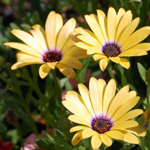Osteospermum 'Blue Eyed Beauty' 1L Pot Perennial Plants