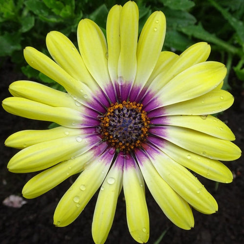 Osteospermum 'Blue Eyed Beauty' 1L Pot Perennial Plants