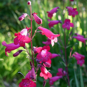 Penstemon 'Garnet' 2L Pot Perennial Bedding