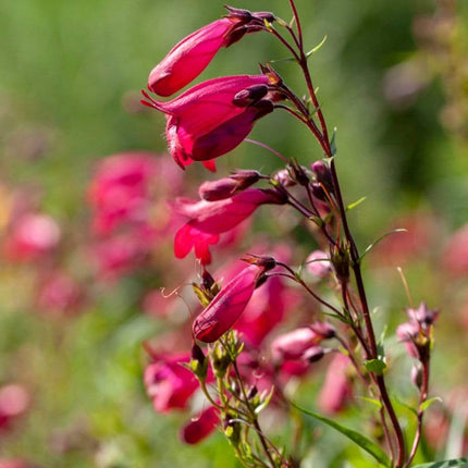 Penstemon 'Garnet' 2L Pot Perennial Bedding