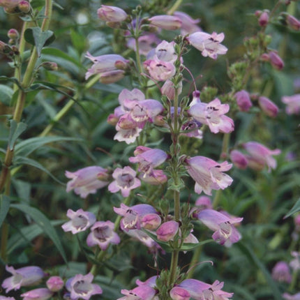 Penstemon 'Sour Grapes' 2L Pot Perennial Bedding