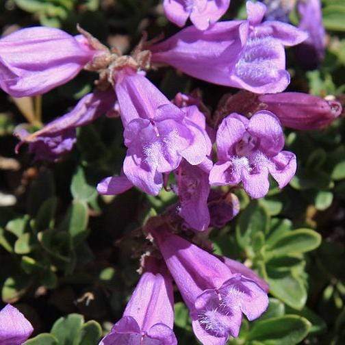 Penstemon 'Sour Grapes' 2L Pot Perennial Bedding