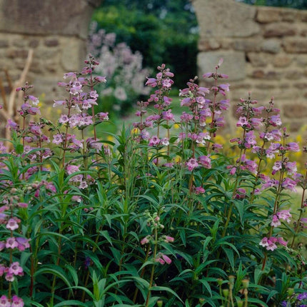 Penstemon 'Sour Grapes' 2L Pot Perennial Bedding