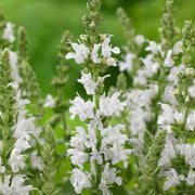 Salvia 'Lyrical White' 3L Pot Perennial Bedding