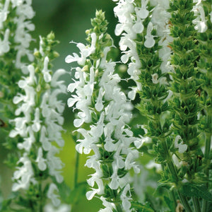 Salvia 'Lyrical White' 3L Pot Perennial Plants