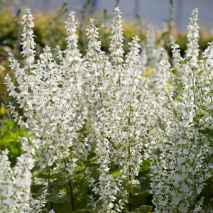 Salvia 'Lyrical White' 3L Pot Perennial Bedding