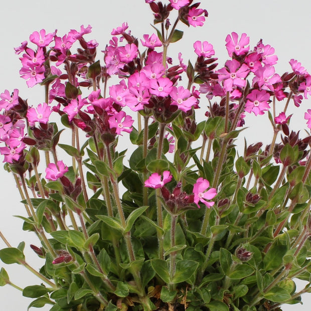 Silene 'Rollies Favourite' 3L Pot Perennial Plants