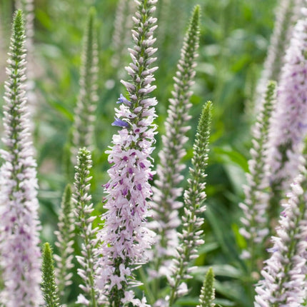 Veronica 'Moody Blues Pink' 3L Pot Perennial Bedding