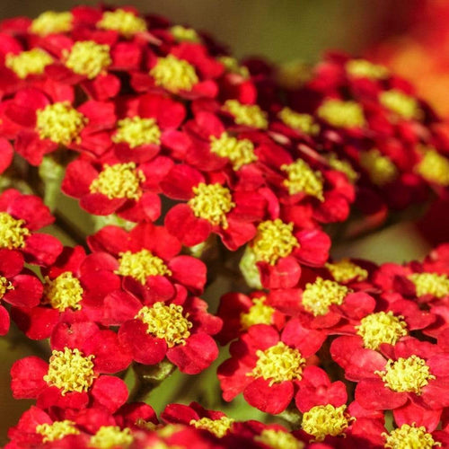 Achillea 'Milly Rock Red' | 3L Pot Perennial Bedding