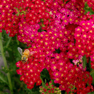 Achillea 'Milly Rock Red' | 3L Pot Perennial Bedding