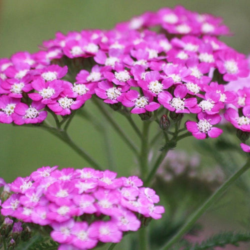 Achillea 'Milly Rock Rose' | 3L Pot Perennial Bedding