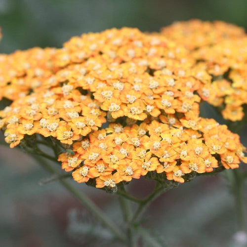 Achillea 'Milly Rock Yellow Terracotta' | 3L Pot Perennial Plants