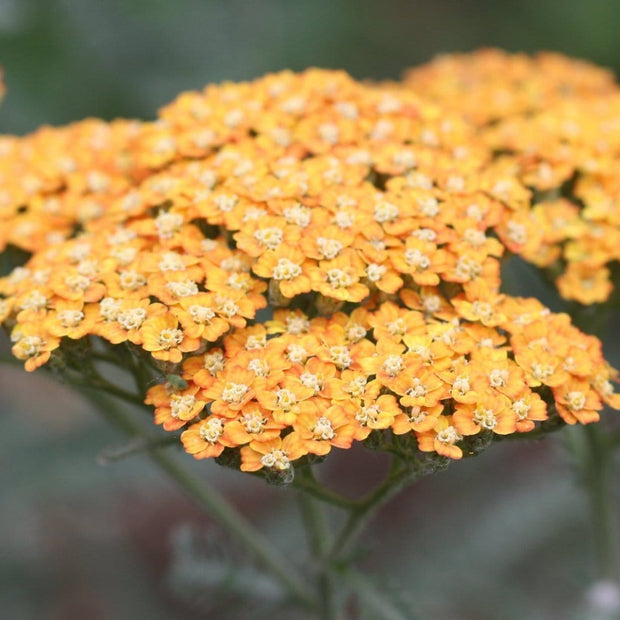 Achillea 'Milly Rock Yellow Terracotta' | 3L Pot Perennial Plants
