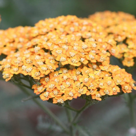 Achillea 'Milly Rock Yellow Terracotta' | 3L Pot Perennial Plants