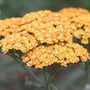 Achillea 'Milly Rock Yellow Terracotta' | 3L Pot Perennial Plants