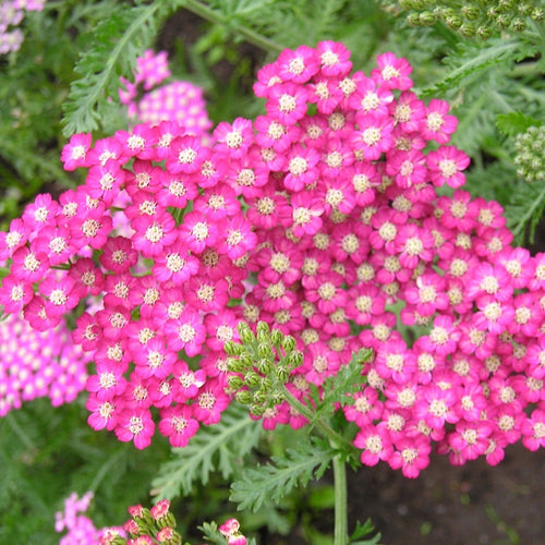 Achillea 'Milly Rock Yellow Terracotta' | 3L Pot Perennial Plants