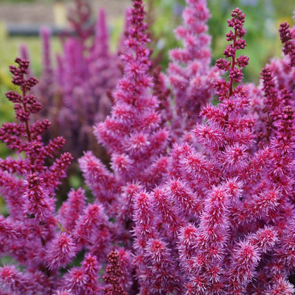Astilbe 'Purple Rain' | 3L Pot Perennial Bedding