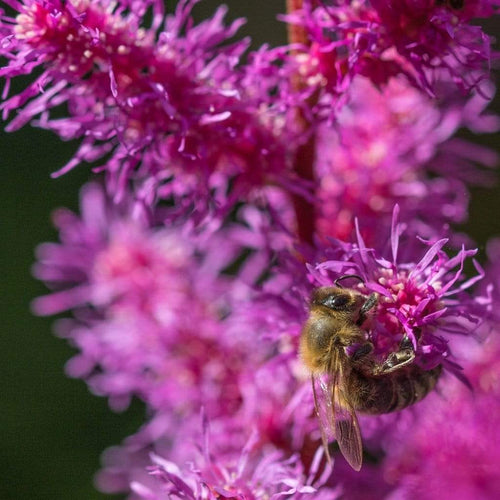 Astilbe 'Purple Rain' | 3L Pot Perennial Bedding