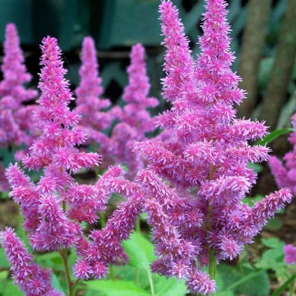 Astilbe 'Purple Rain' | 3L Pot Perennial Bedding