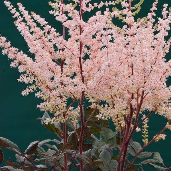 Astilbe 'Spotlight' | 3L Pot Perennial Bedding
