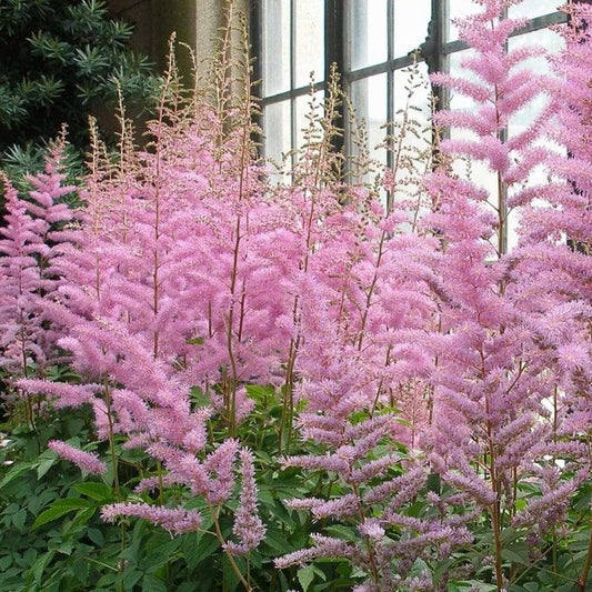 Astilbe 'Spotlight' | 3L Pot Perennial Bedding