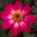 Dahlia 'Dahlegria Magenta Bicolour' | 3L Pot Perennial Plants