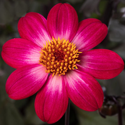 Dahlia 'Dahlegria Magenta Bicolour' | 3L Pot Perennial Plants