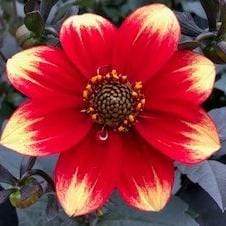 Dahlia 'Dahlegria Orange Yellow Tip' | 3L Pot Perennial Bedding