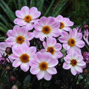 Dahlia 'Dahlegria Pink Flame' | 3L Pot Perennial Bedding