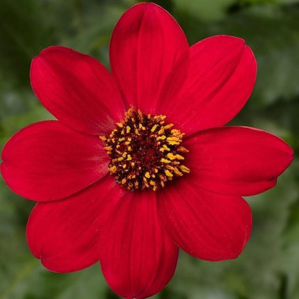 Dahlia 'Dahlegria Red' | 3L Pot Perennial Plants