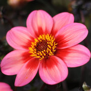 Dahlia 'Dahlegria Tricolore' | 3L Pot Perennial Bedding